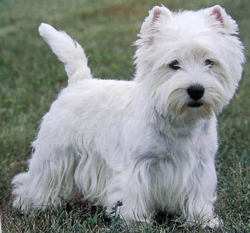 when i grow up i am going to be a westie rescuer so i just wanted u guys